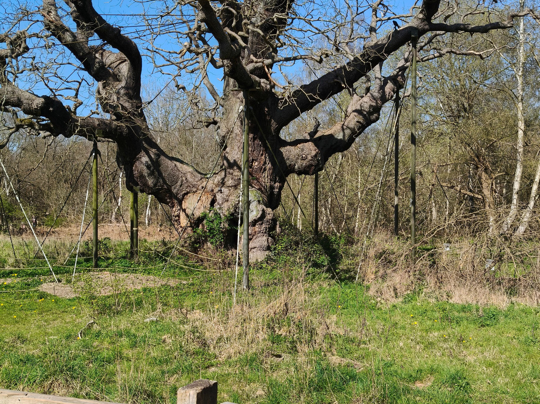 Sherwood Forest Visitor Centre-Edwinstowe必去景点
