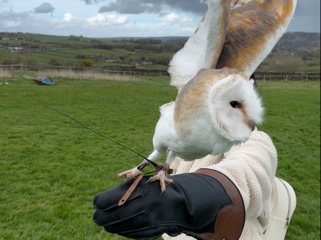 SMJ Falconry-Oxenhope必去景点