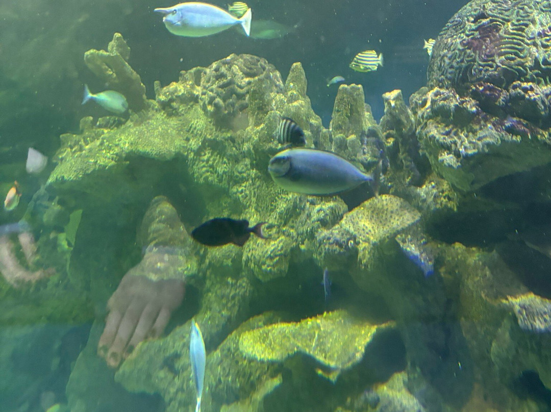 Blue Planet Aquarium-埃尔斯米尔港必去景点