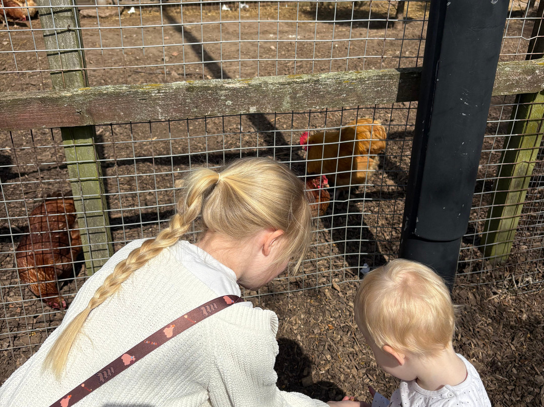 Willow Tree Family Farm-Shirebrook必去景点