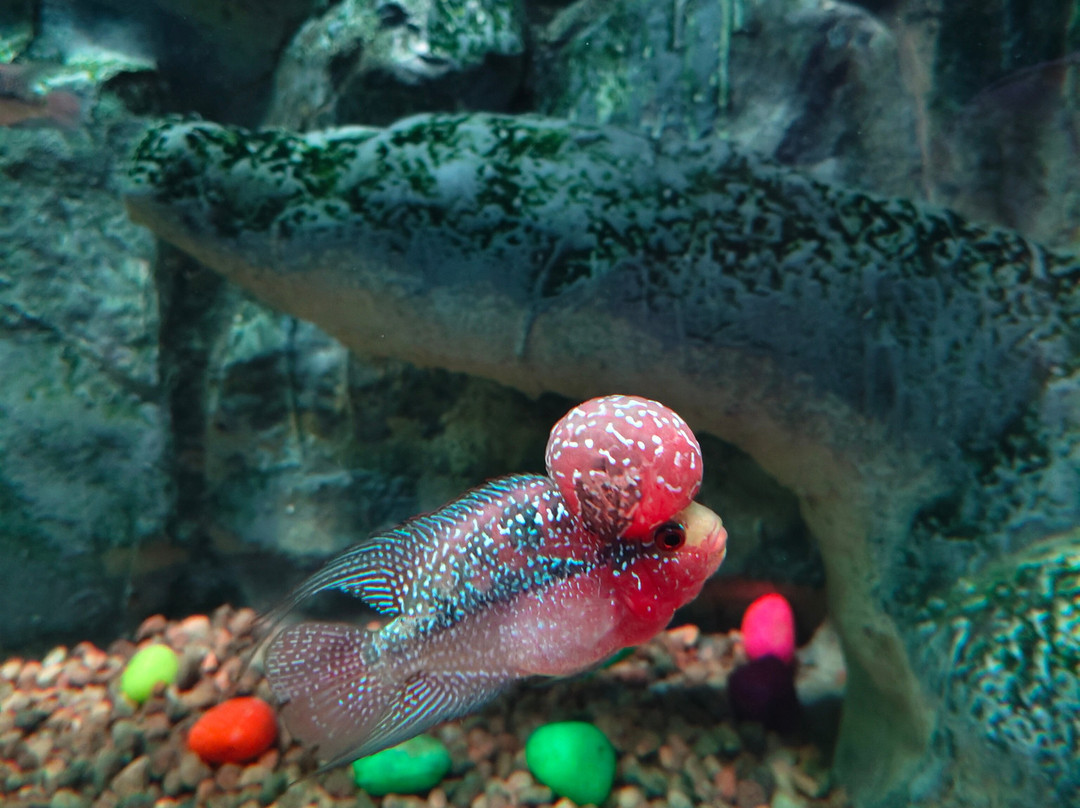 Lokaranjan Aqua World Underwater Zoo-迈索尔必去景点