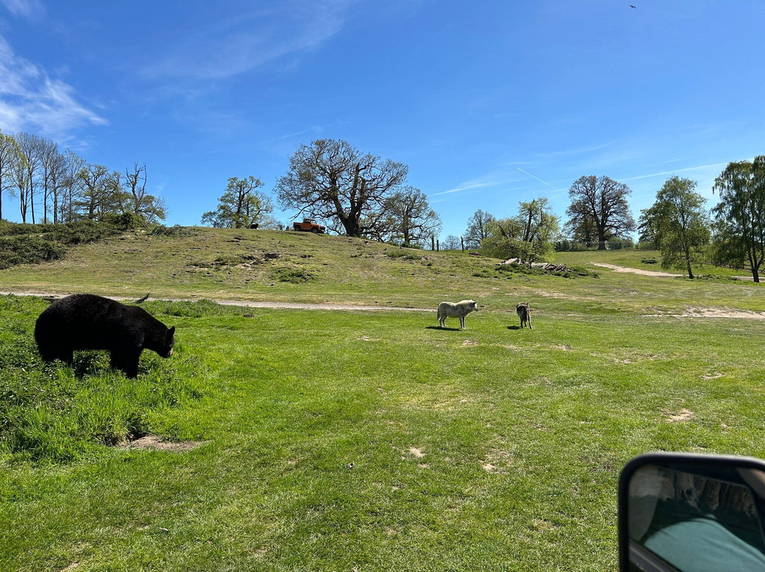 Woburn Safari Park-Woburn必去景点