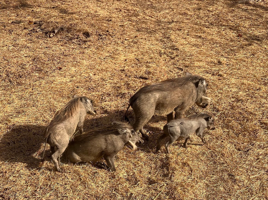 Riu Baobab Trip Travel-Nianing必去景点