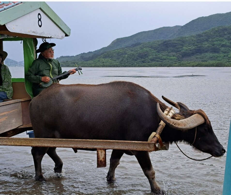 IRIOMOTE ADVENTURE PiPi-竹富町西表岛必去景点