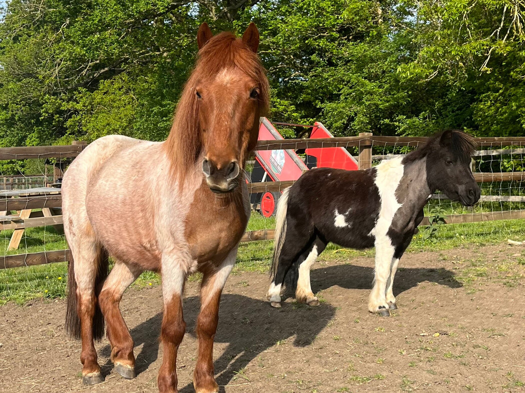 Stantons Farm - Petting Farm-Black Notley必去景点