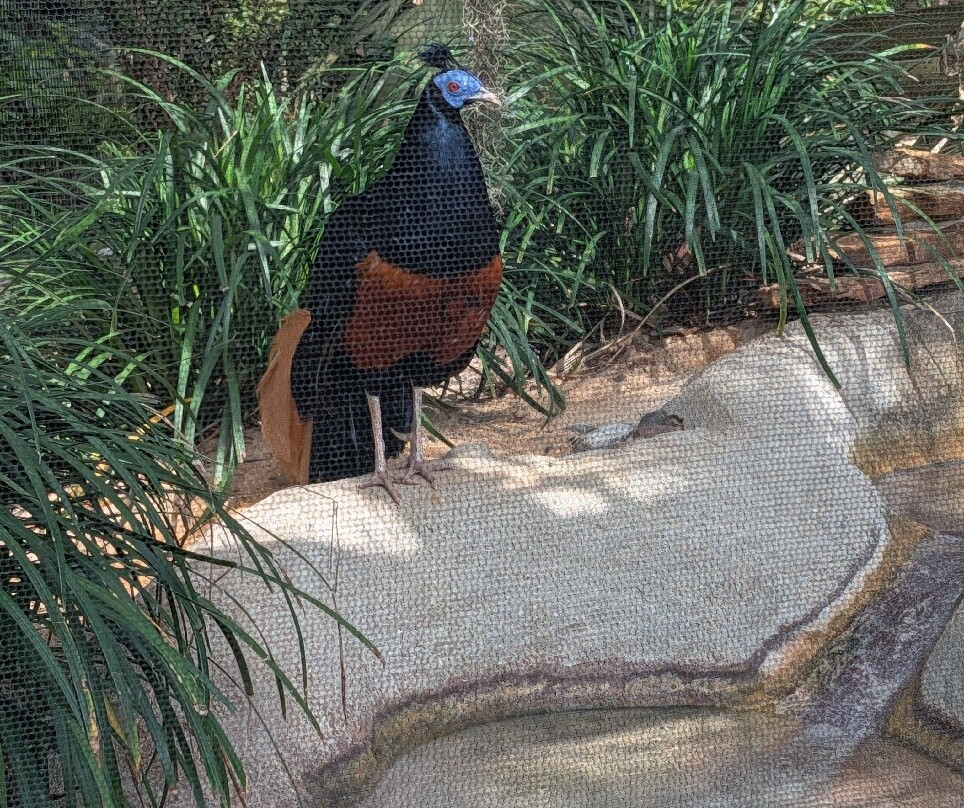 St. Augustine Alligator Farm Zoological Park-圣奥古斯丁必去景点