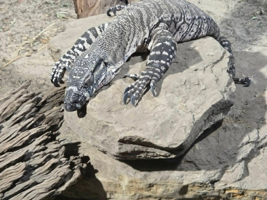 Sydney Zoo-布莱克敦必去景点