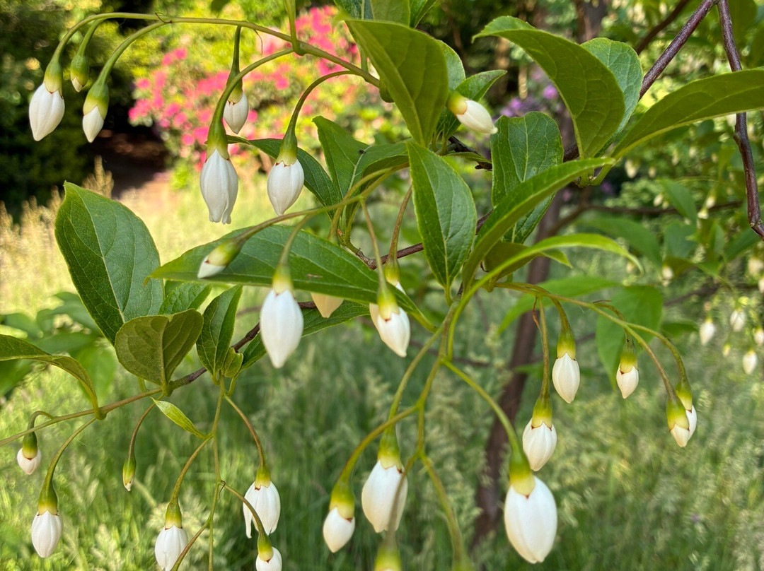 Belmonte Arboretum Wageningen-瓦赫宁恩必去景点