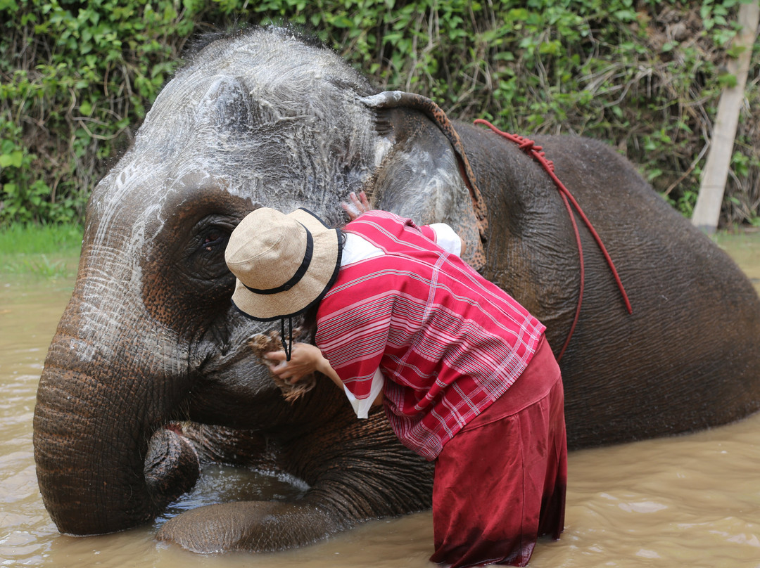 Karen Tribe Native Elephant-清迈必去景点