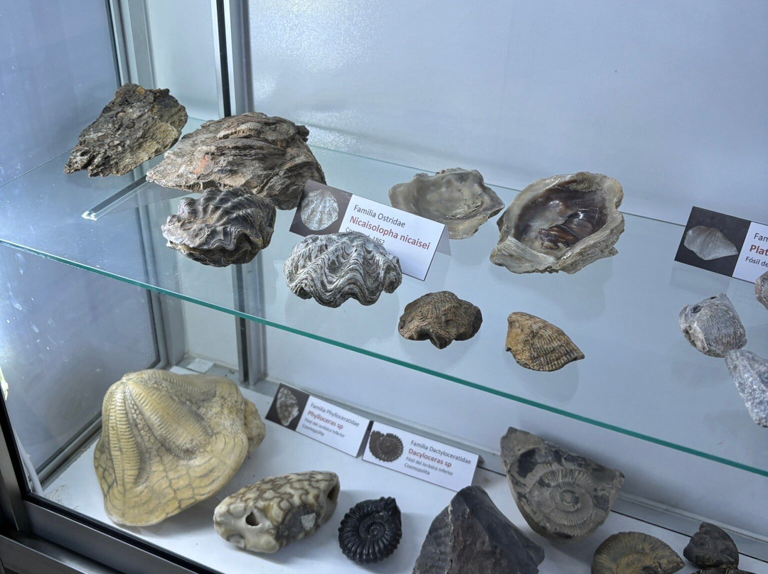 Sea Museum-阿里卡必去景点