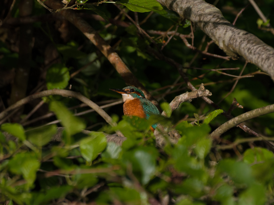 GG Wildlife Experiences Ltd-Goring-on Thames必去景点