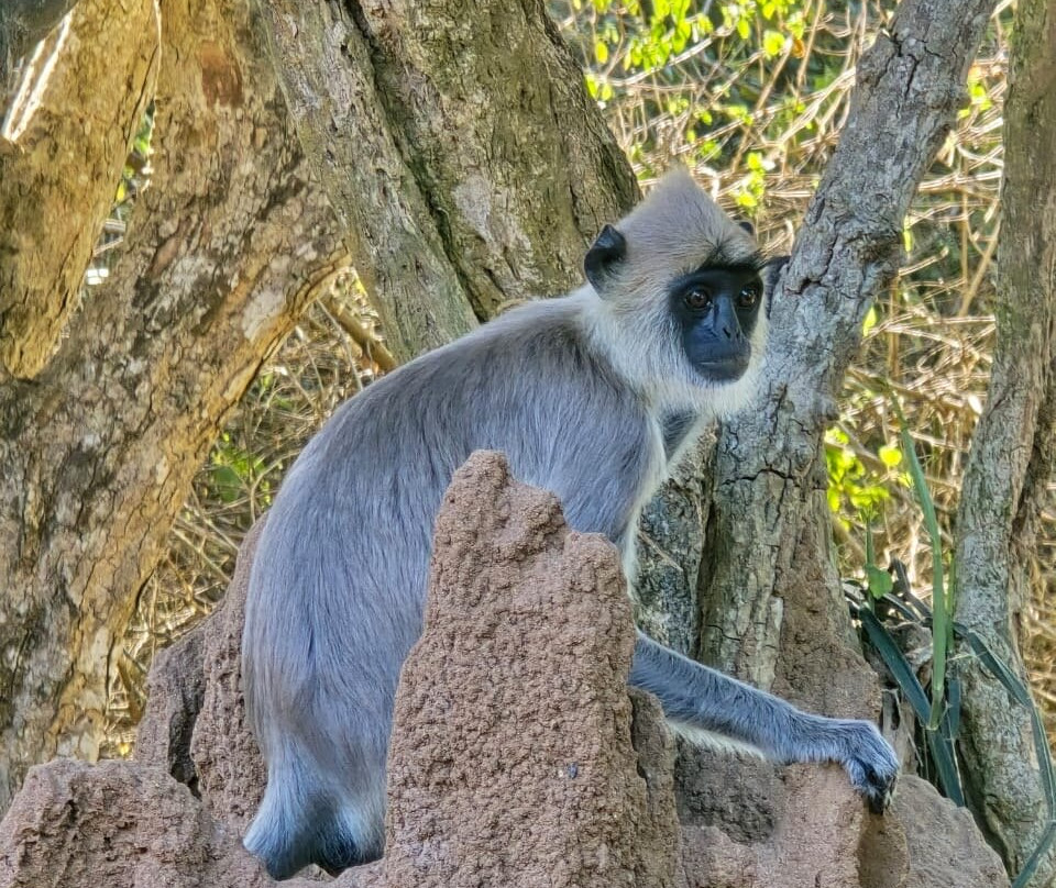 Yala Safari With Tharindu Gihan-蒂瑟默哈拉默必去景点