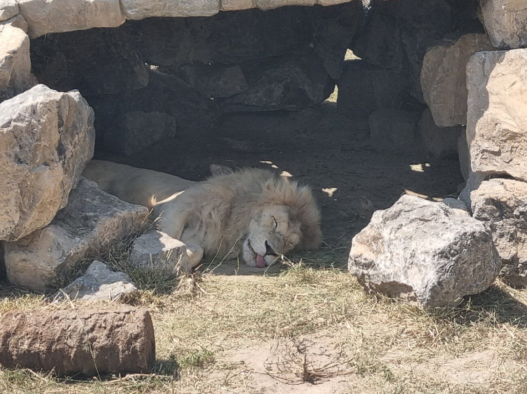 Rio Safari Elche-埃尔切必去景点
