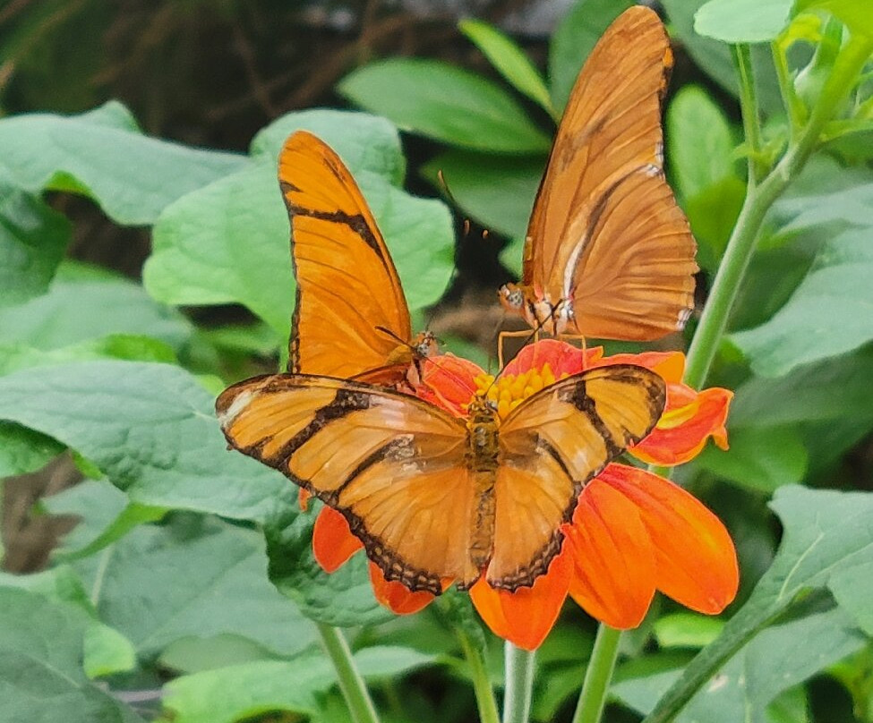 Krohn Conservatory-辛辛那提必去景点