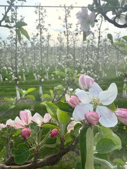 Oakwood Fruit Farm-Richland Center必去景点