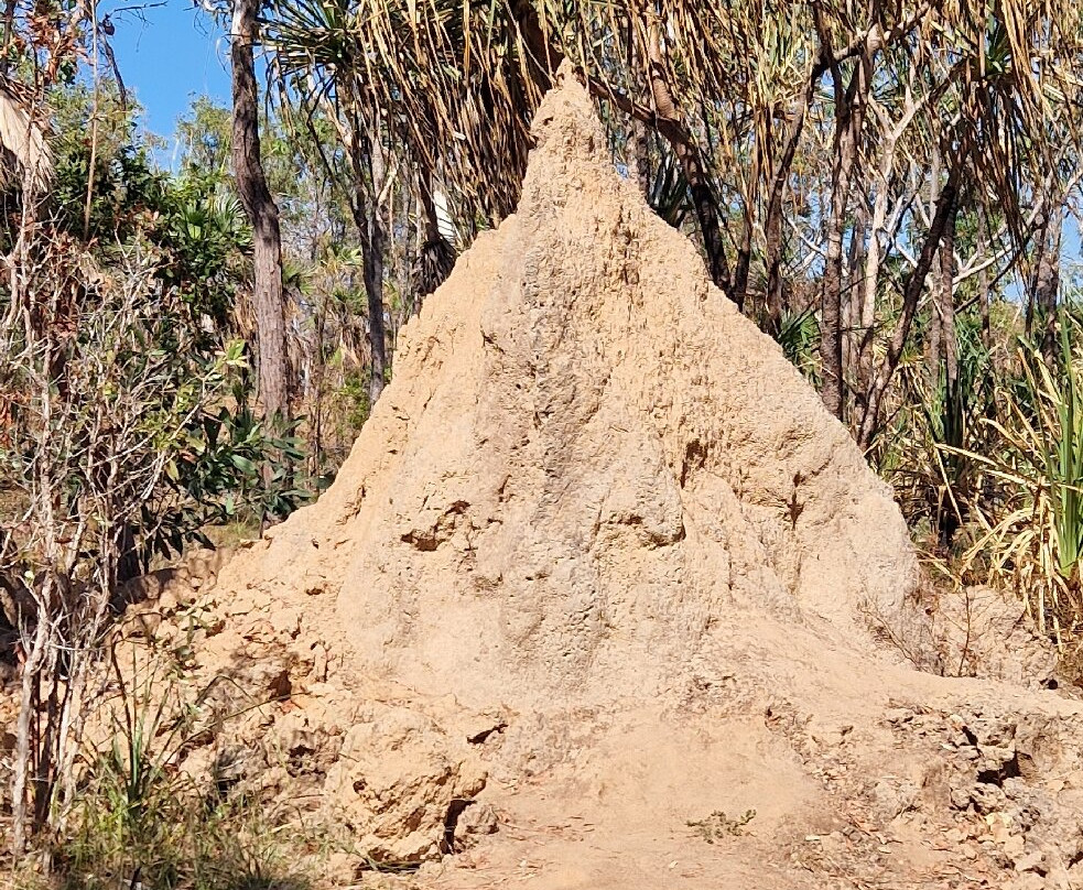 Magnetic Termite Mounds-Litchfield National Park必去景点