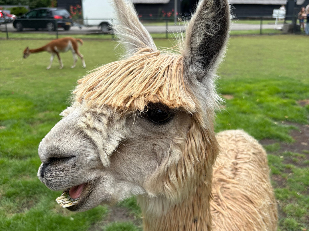 Alpaca Zeeland-Nieuwdorp必去景点