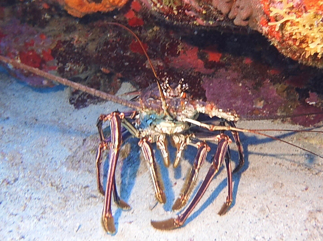 Scubaqua Dive Center-圣尤斯泰希厄斯岛必去景点
