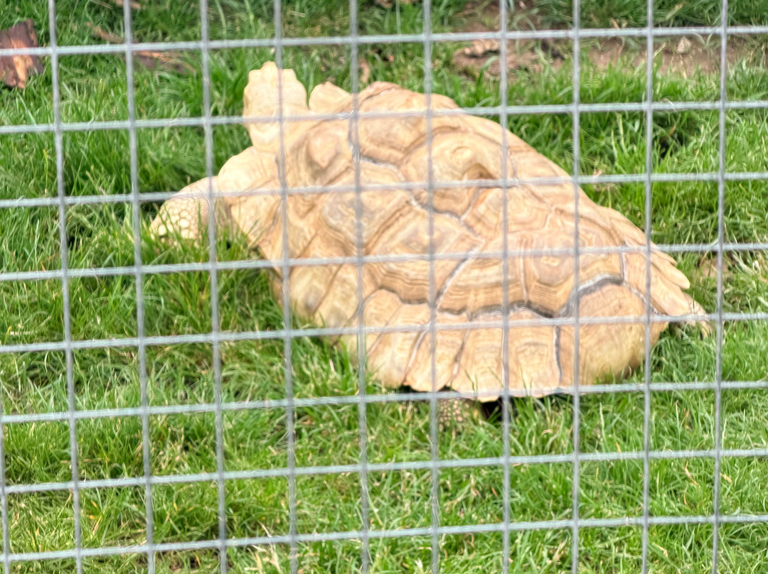 Heads of Ayr Farm Park-艾尔必去景点