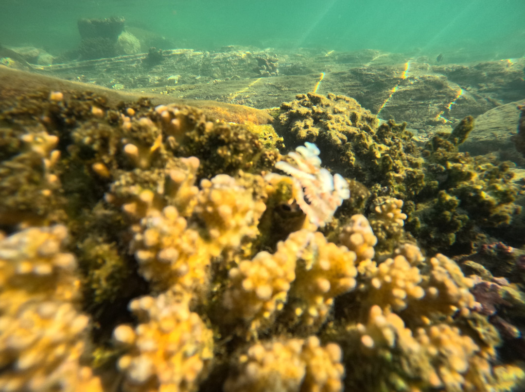 Tidal Tao Snorkeling Safaris-巴利托必去景点