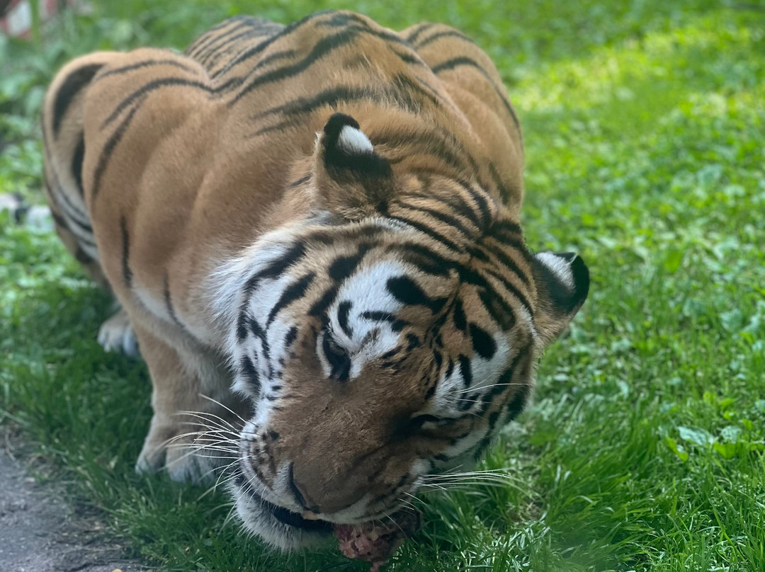 Kolmården Zoo-Kolmarden必去景点