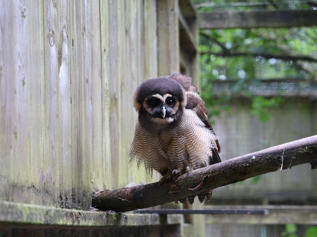 World of Owls-Randalstown必去景点