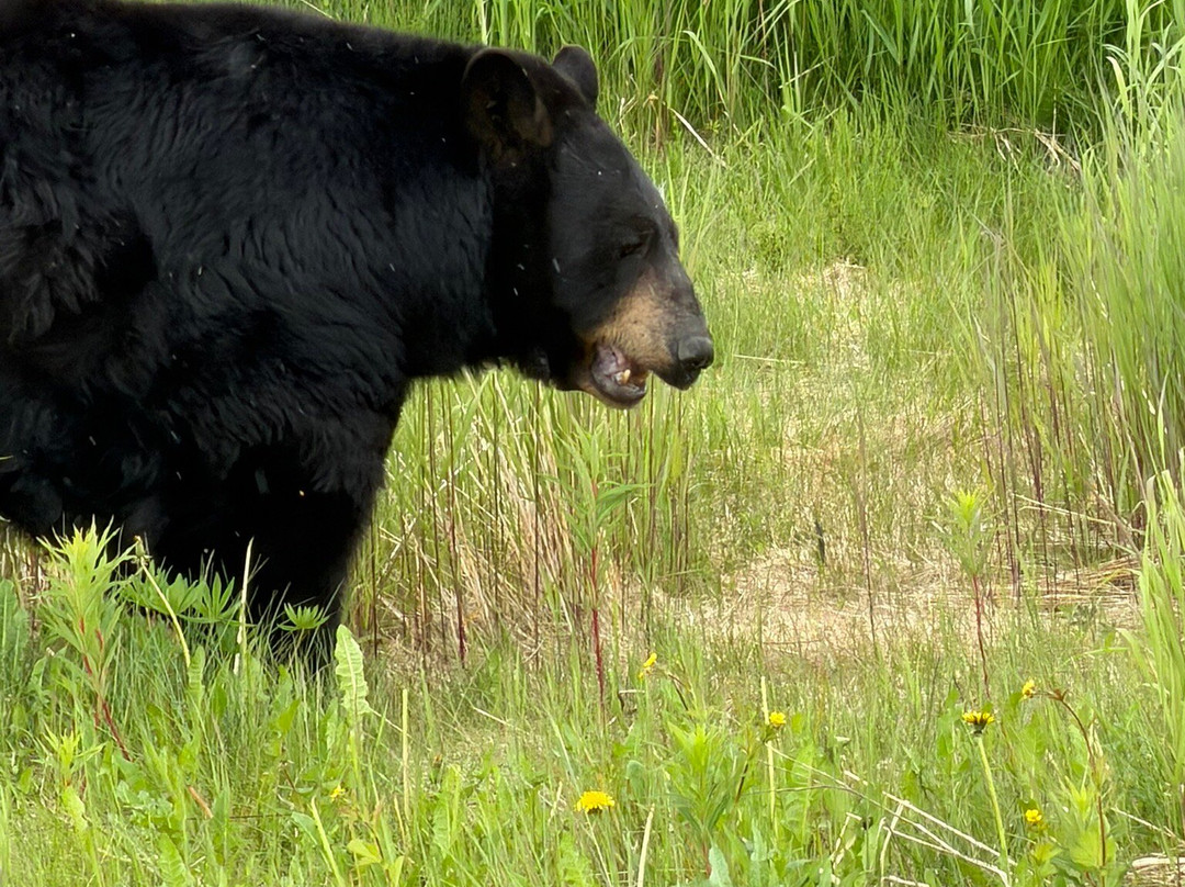 Alaska Wildlife Conservation Center-戈德伍德必去景点