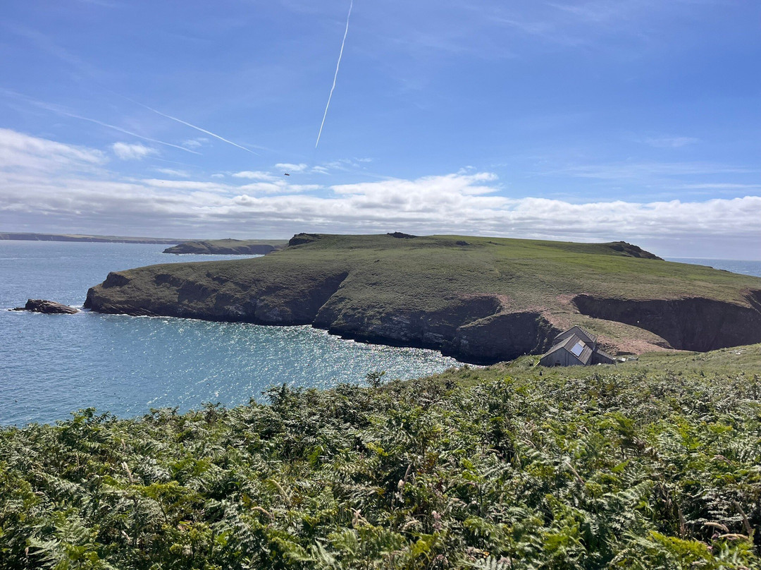 Pembrokeshire Islands Boat Trips-Skomer Island必去景点