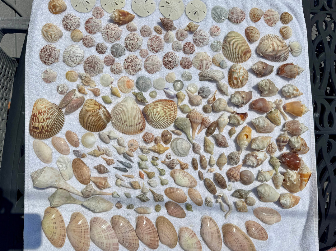 Treasure Seekers Shell Tours-Goodland必去景点