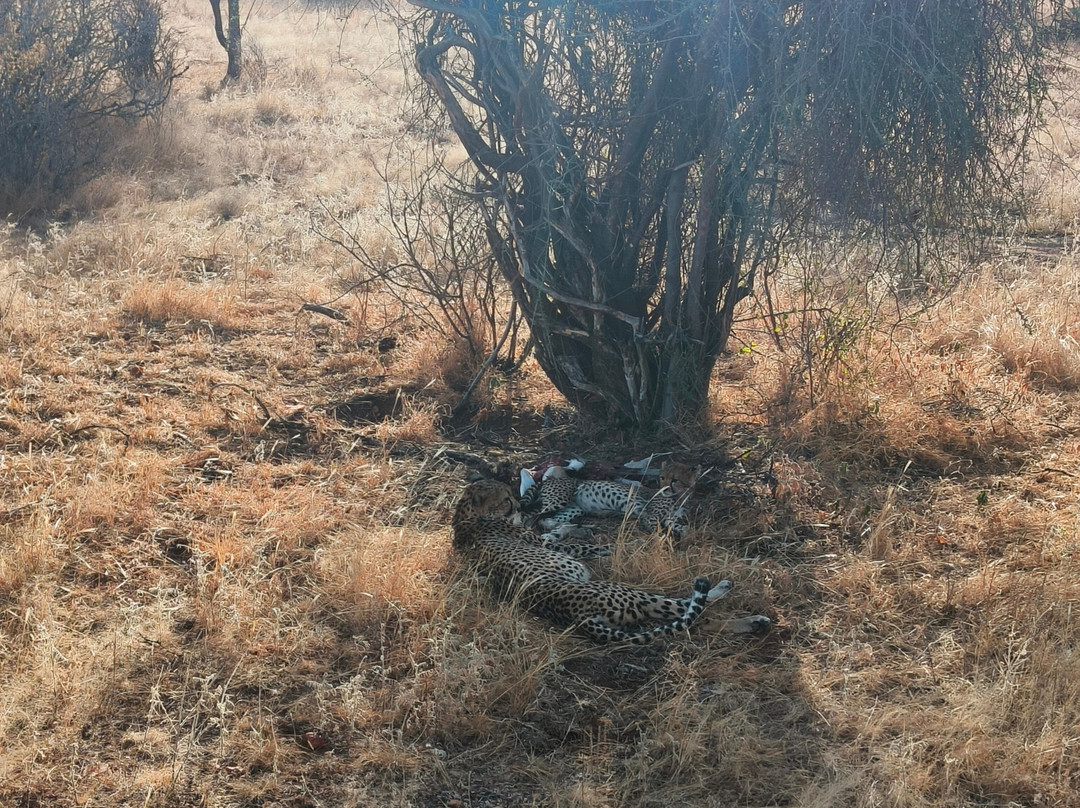 Hyrax Safaris-Ololaimutiek必去景点