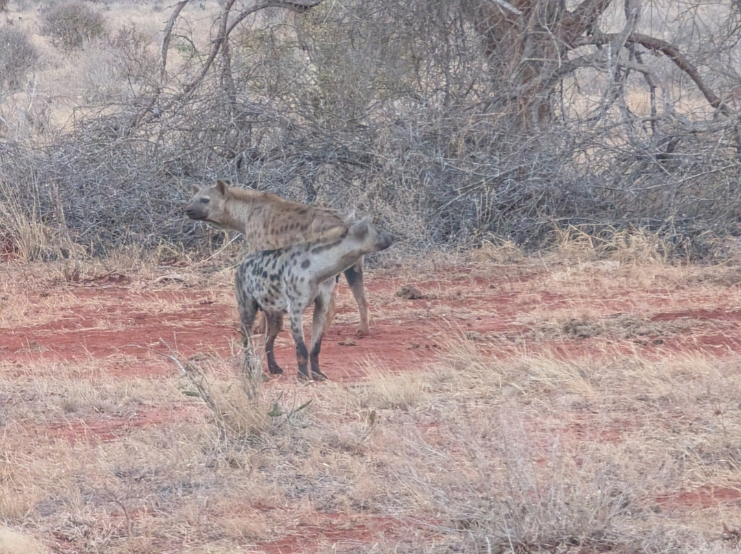 Tsavo Travel & Safaris-内罗毕必去景点