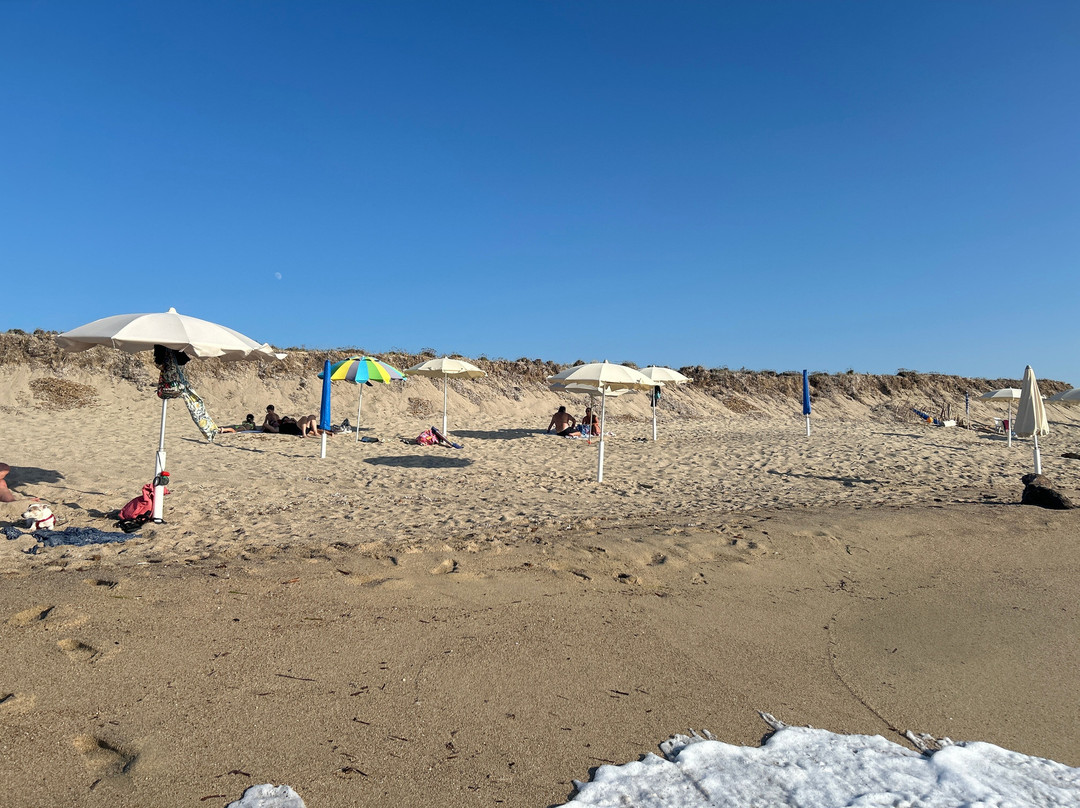 Dog Friendly Beach