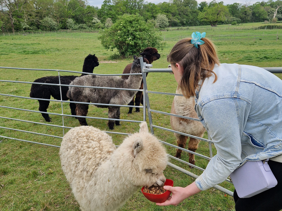London Alpacas-Epping必去景点