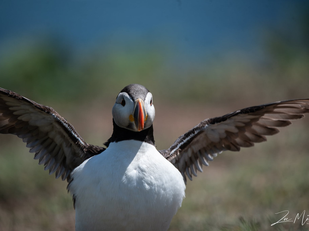 Pembrokeshire Islands Boat Trips-Marloes必去景点
