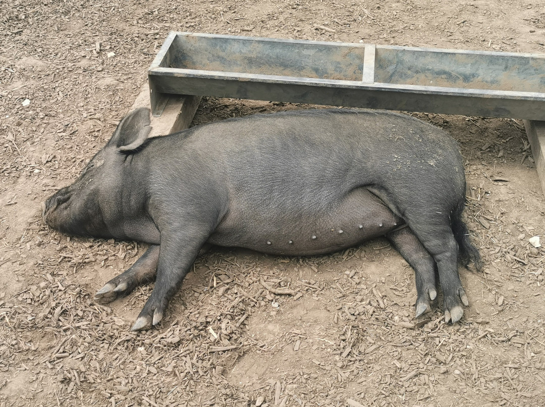 Kew Little Pigs Farm Ltd-Amersham必去景点