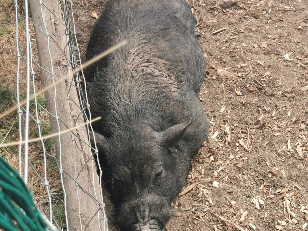 Kew Little Pigs Farm Ltd-Amersham必去景点