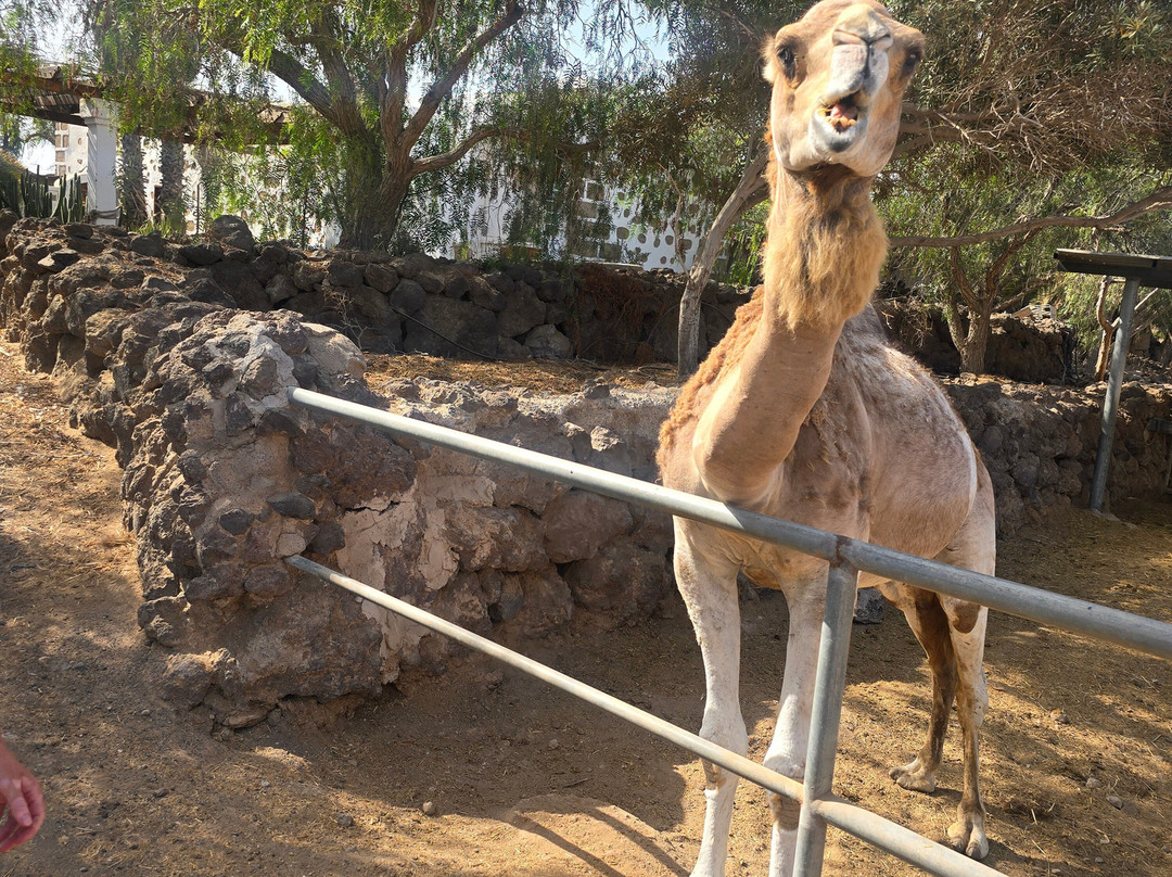Camel Park-阿罗纳必去景点