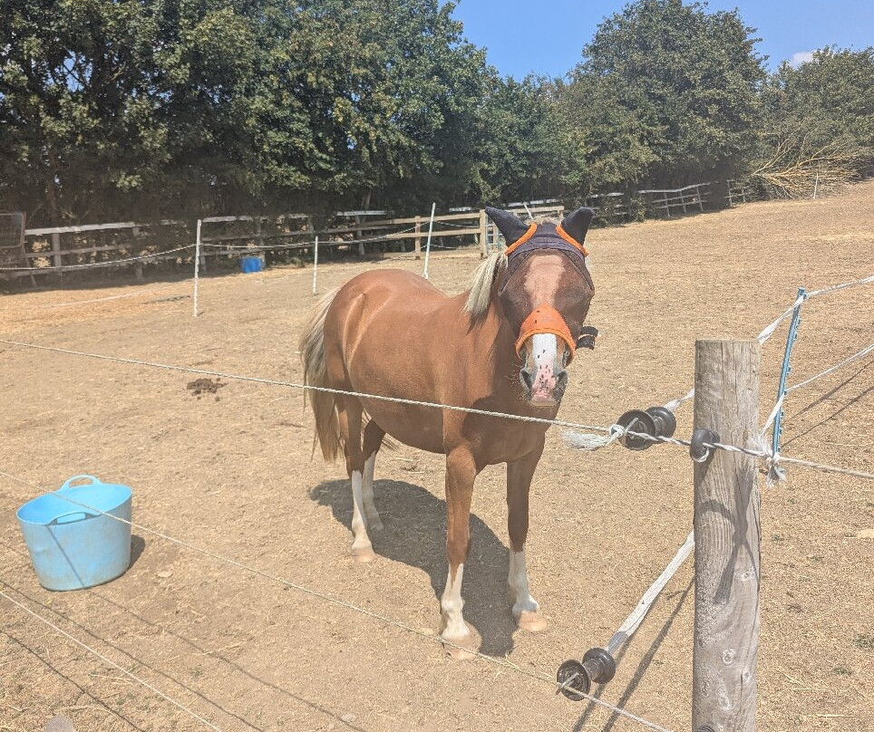 World Horse Welfare - Glenda Spooner Farm-Somerton必去景点