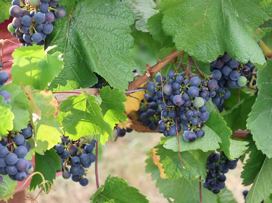 Abberley Hills Vineyard-Great Witley必去景点