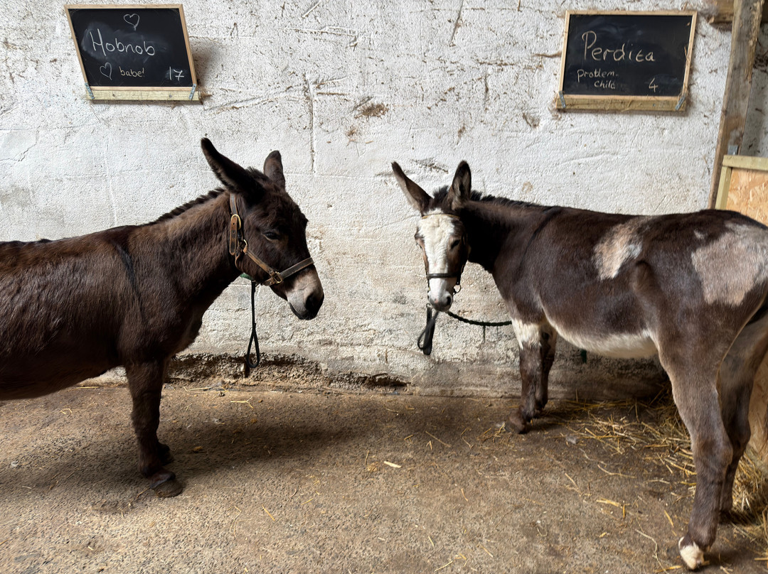 Kinedale Donkeys-Ballynahinch必去景点