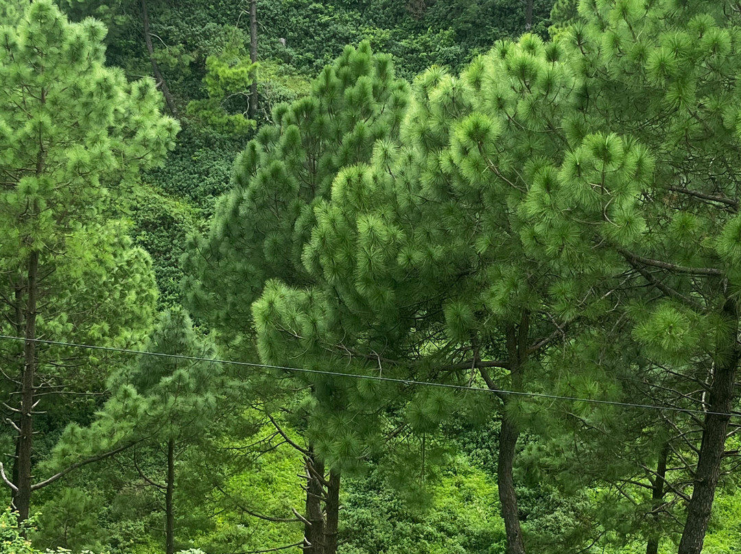 Sattal Forest Resort主图