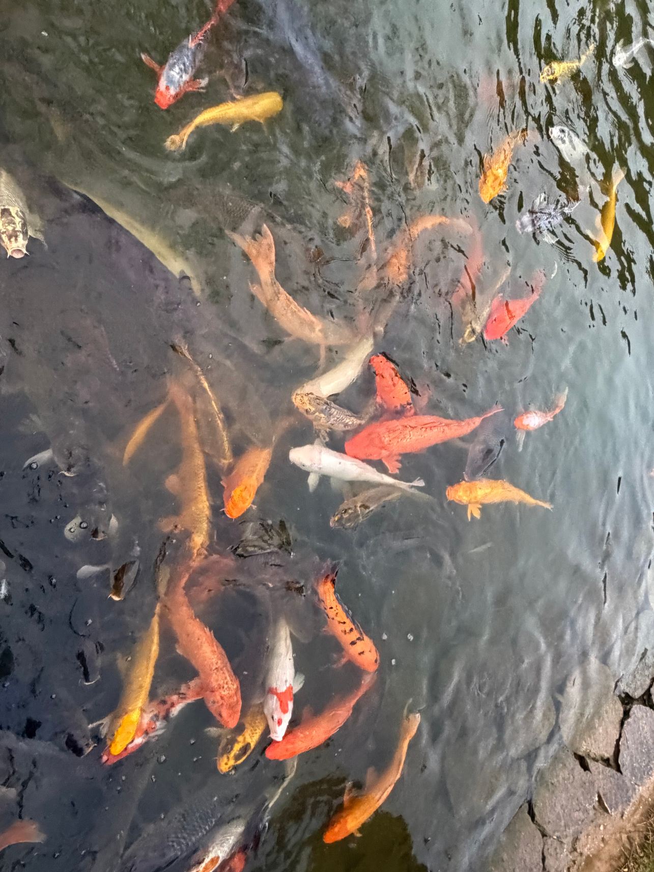 阳朔悦榕庄-旅行者