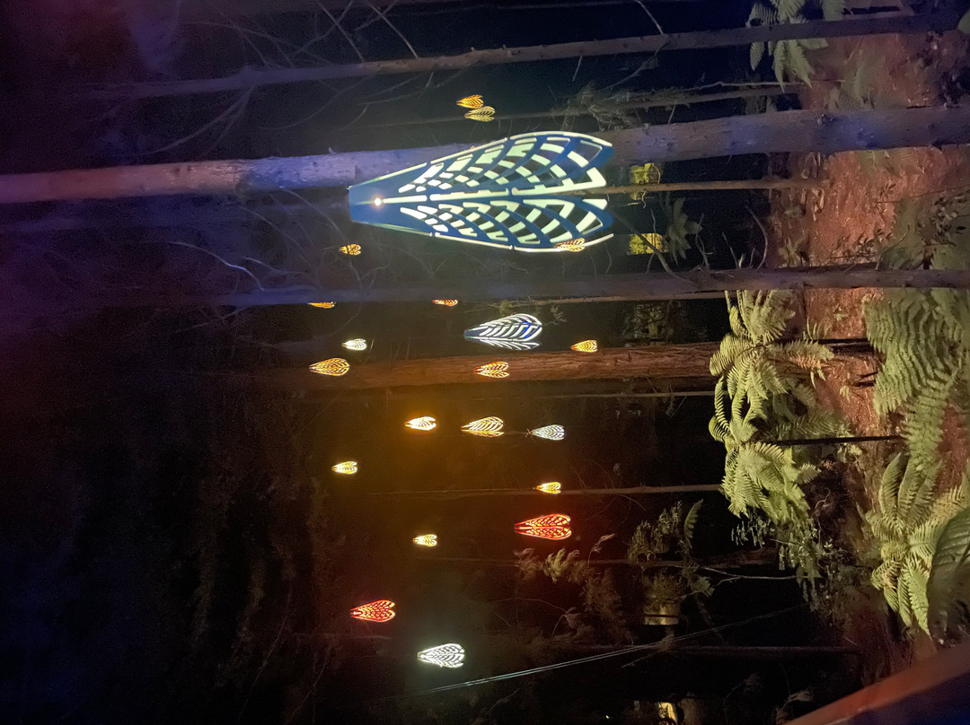 Redwoods Treewalk-罗托鲁瓦必去景点
