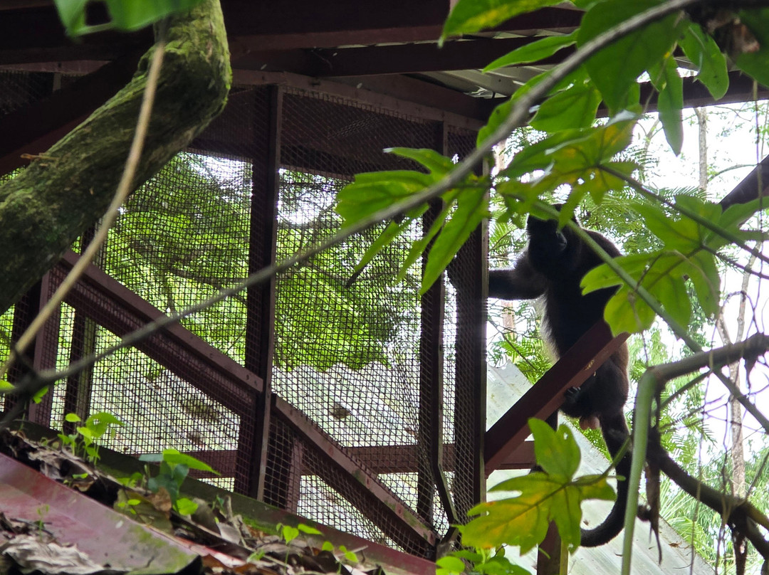 Jaguar Rescue Center-旧港必去景点