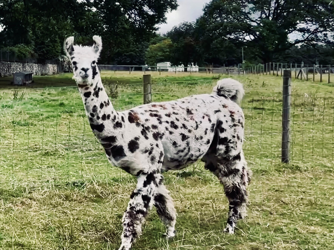 Bardsea Alpacas And Llamas-Bardsea必去景点