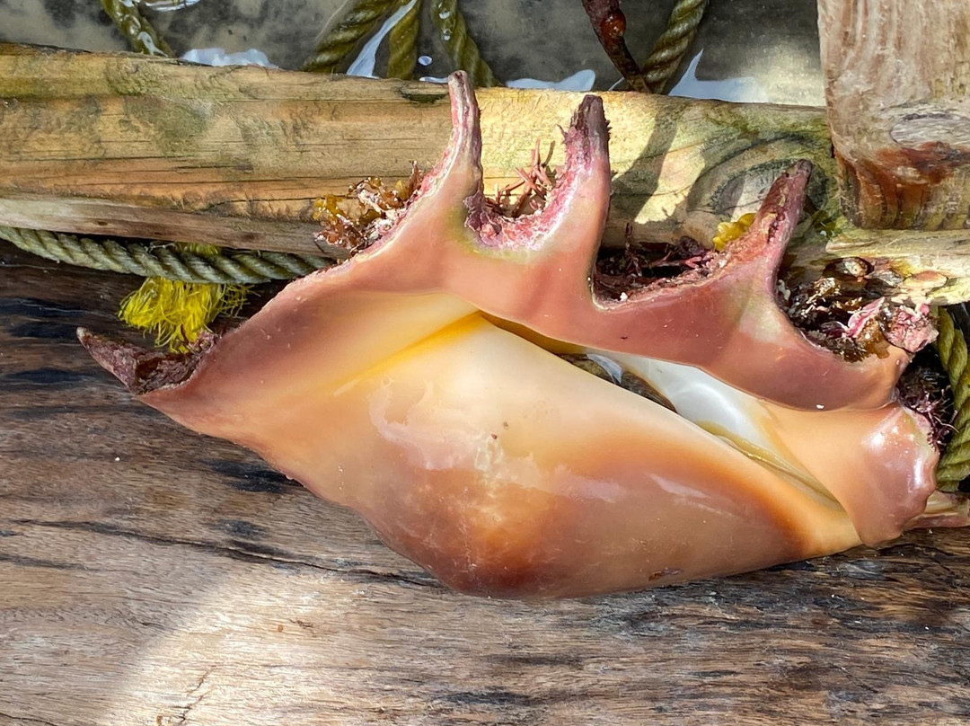 Banana Restaunt