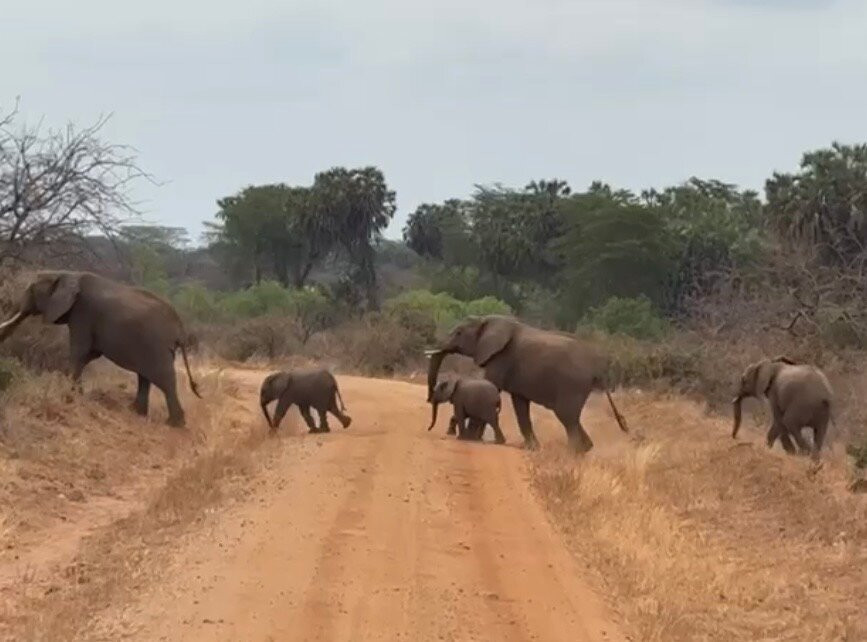 Perfect Safaris Africa-内罗毕必去景点