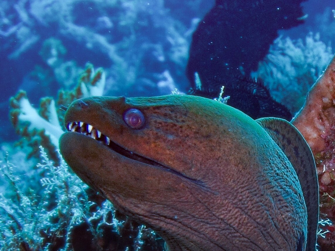 Family Divers Maldives-拉斯胡必去景点