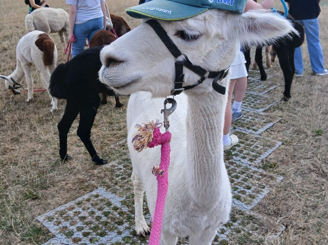 Lucky Tails Alpaca Farm-Atherstone必去景点