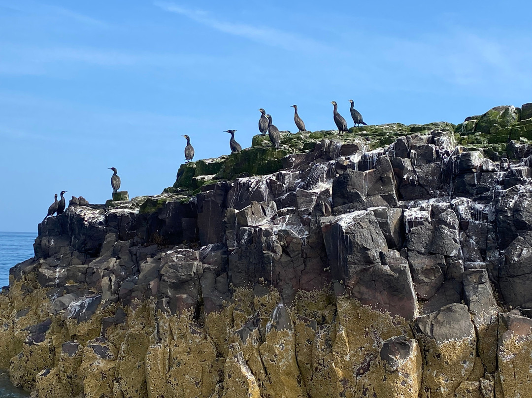 Serenity Farne Island Boat Tours-Seahouses必去景点